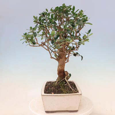 Izbová bonsai - Olea europaea sylvestris -Oliva evropská drobnolistá - 2