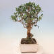 Izbová bonsai - Olea europaea sylvestris -Oliva evropská drobnolistá - 2/6