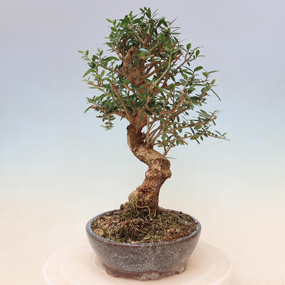 Izbová bonsai - Olea europaea sylvestris -Oliva evropská drobnolistá - 2