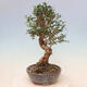 Izbová bonsai - Olea europaea sylvestris -Oliva evropská drobnolistá - 2/6