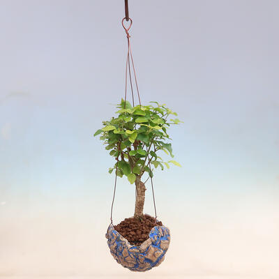 Kokedama v keramike - Ligustrum chinensis - Vtáčí zob - 2