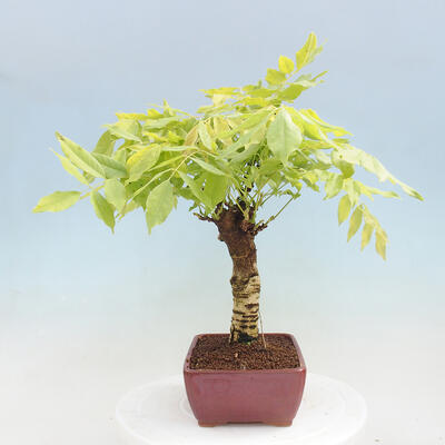 Vonkajšia bonsai - Vistarie kvetnatá - Wisteria floribunda - 2