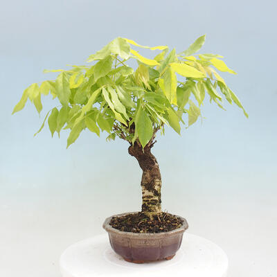 Vonkajšia bonsai - Vistarie kvetnatá - Wisteria floribunda - 2