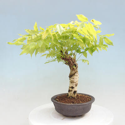 Vonkajšia bonsai - Vistarie kvetnatá - Wisteria floribunda - 2