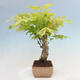 Vonkajšia bonsai - Vistarie kvetnatá - Wisteria floribunda - 2/7