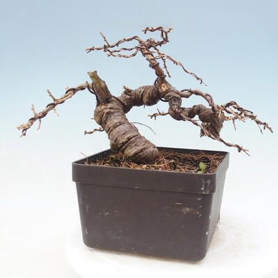 Vonkajší bonsai -Larix decidua - Smrekovec opadavý - 2