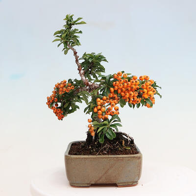 Vonkajšia bonsai-Pyracanta Teton -Hlohyně - 2