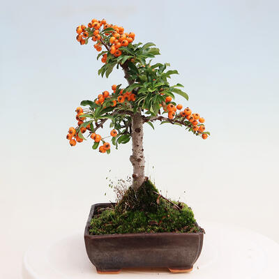 Vonkajšia bonsai-Pyracanta Teton -Hlohyně - 2