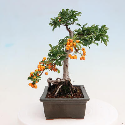 Vonkajšia bonsai-Pyracanta Teton -Hlohyně - 2