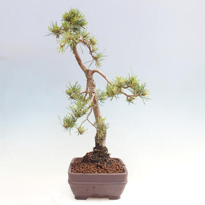 Vonkajšie bonsai - Pinus Sylvestris - Borovica lesná - 2