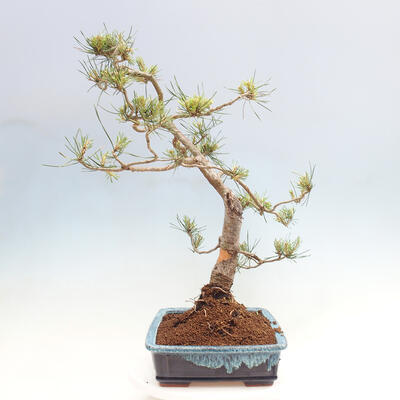 Vonkajšie bonsai - Pinus Sylvestris - Borovica lesná - 2