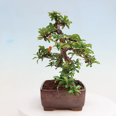 Vonkajšia bonsai-Pyracanta Teton -Hlohyně - 2