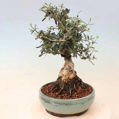 Izbová bonsai - Olea europaea sylvestris -Oliva evropská drobnolistá - 2