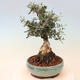 Izbová bonsai - Olea europaea sylvestris -Oliva evropská drobnolistá - 2/6