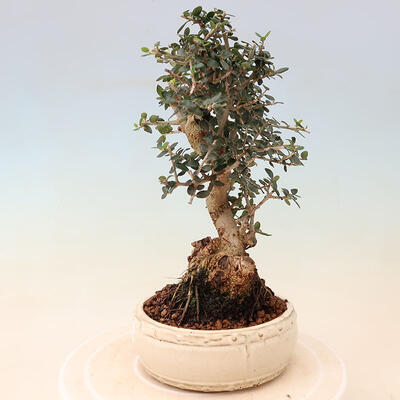 Izbová bonsai - Olea europaea sylvestris -Oliva evropská drobnolistá - 2