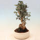 Izbová bonsai - Olea europaea sylvestris -Oliva evropská drobnolistá - 2/7