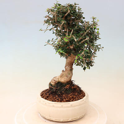 Izbová bonsai - Olea europaea sylvestris -Oliva evropská drobnolistá - 2