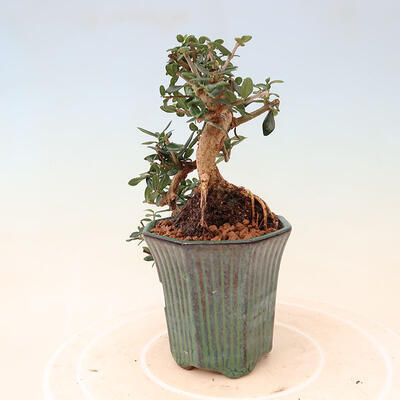 Izbová bonsai - Olea europaea sylvestris -Oliva európska drobnolistá - 2