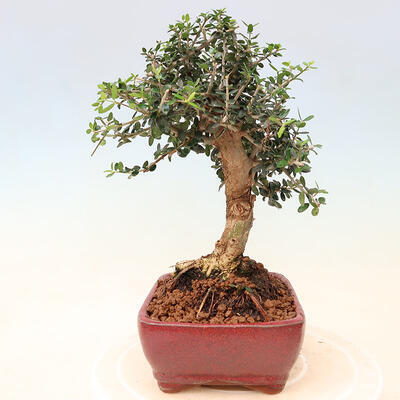 Izbová bonsai - Olea europaea sylvestris -Oliva európska drobnolistá - 2