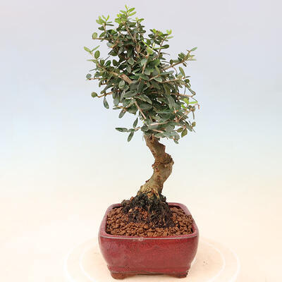 Izbová bonsai - Olea europaea sylvestris -Oliva európska drobnolistá - 2