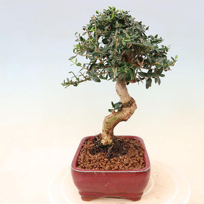 Izbová bonsai - Olea europaea sylvestris -Oliva európska drobnolistá - 2