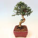 Izbová bonsai - Olea europaea sylvestris -Oliva európska drobnolistá - 2/5