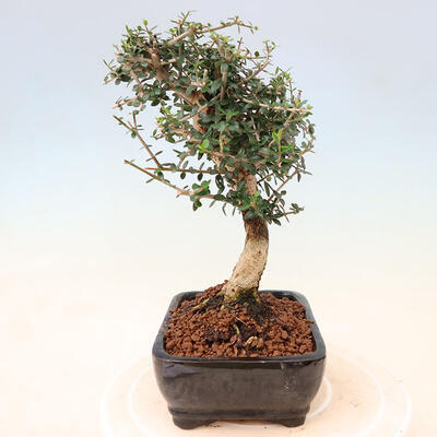 Izbová bonsai - Olea europaea sylvestris -Oliva európska drobnolistá - 2