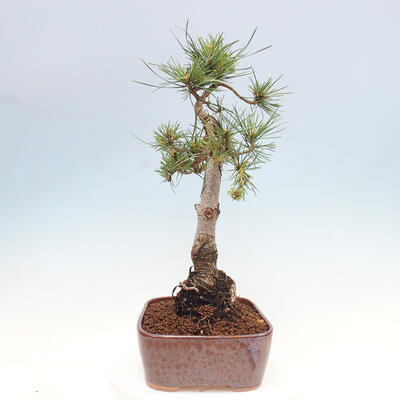 Vonkajšie bonsai - Pinus Sylvestris - Borovica lesná - 2