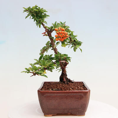 Vonkajšia bonsai-Pyracanta Teton -Hlohyně - 2