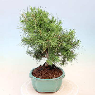 Izbová bonsai-Pinus halepensis-Borovice alepská - 2