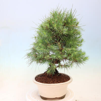 Izbová bonsai-Pinus halepensis-Borovice alepská - 2