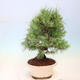 Izbová bonsai-Pinus halepensis-Borovice alepská - 2/4