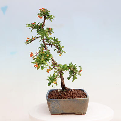 Vonkajšia bonsai-Pyracanta Teton -Hlohyně - 2