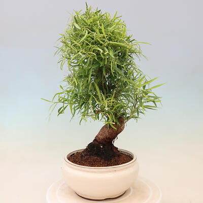 Izbová bonsai - Ficus nerifolia - malolistý fikus - 2