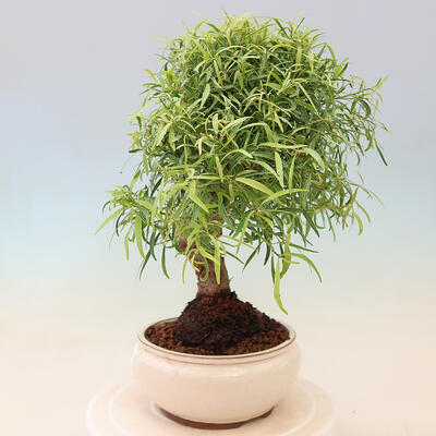 Izbová bonsai - Ficus nerifolia - malolistý fikus - 2