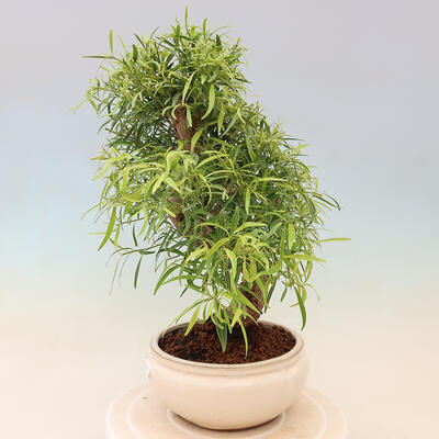 Izbová bonsai - Ficus nerifolia - malolistý fikus - 2