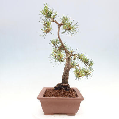 Vonkajšie bonsai - Pinus Sylvestris - Borovica lesná - 2