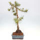 Vonkajšie bonsai - Pinus Sylvestris - Borovica lesná - 2/4