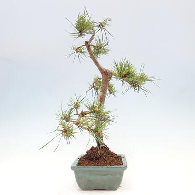 Vonkajšie bonsai - Pinus Sylvestris - Borovica lesná - 2