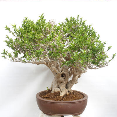 Izbová bonsai - Premna serratifolia - Kozlovoň malolistá - 2