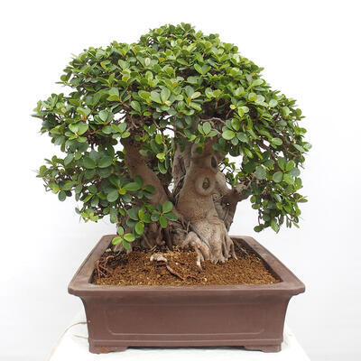 Izbová bonsai - Ficus Panda - malolistý fikus - 2