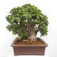 Izbová bonsai - Ficus Panda - malolistý fikus - 2/5