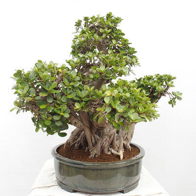 Izbová bonsai - Ficus Panda - malolistý fikus - 2