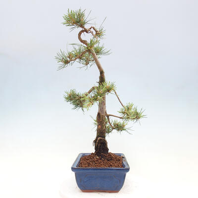 Vonkajšie bonsai - Pinus Sylvestris - Borovica lesná - 2