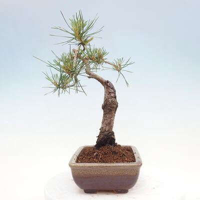 Vonkajšie bonsai - Pinus Sylvestris - Borovica lesná - 2