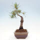 Vonkajšie bonsai - Pinus Sylvestris - Borovica lesná - 2/4