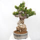 Izbová bonsai - Bouganwilea - 2/6