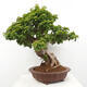 Izbová bonsai - Bouganwilea - 2/6