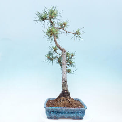 Vonkajšie bonsai - Pinus Sylvestris - Borovica lesná - 2