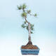 Vonkajšie bonsai - Pinus Sylvestris - Borovica lesná - 2/4